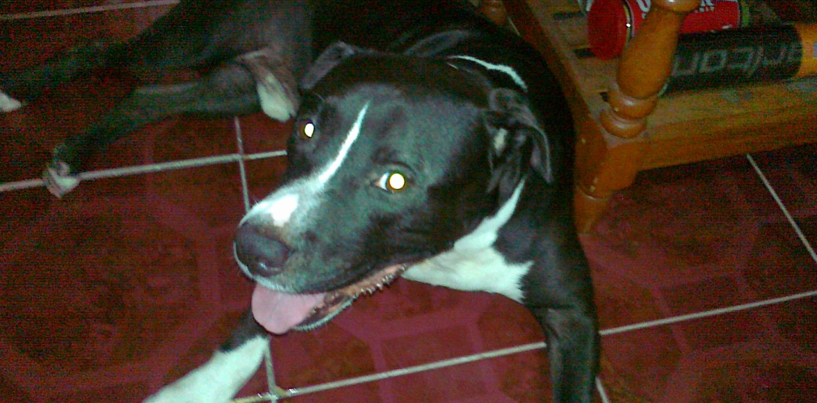 Remembering Sniffy: My Little Prince Charming